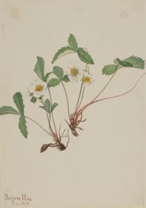 Bleg jordbær (Fragaria glauca) af Mary Vaux Walcott
