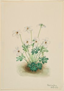 Stedmoderblomstret viol (Viola pedata) af Mary Vaux Walcott