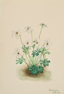 Pansy Violet Viola slidbane, 1919. af Mary Vaux Walcott