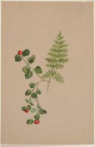 Agerbær (Mitchella repens) af Mary Vaux Walcott
