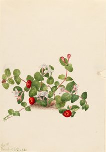 Agerbær (Mitchella repens) af Mary Vaux Walcott