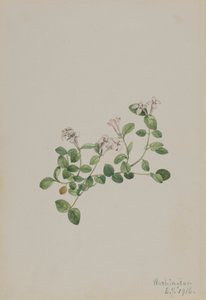 Partridgeberry Mitchella repenserer, 1918.