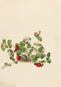 Partridgeberry Mitchella repenserer, 1925. af Mary Vaux Walcott