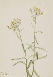 Pearl Everlasting Anaphalis margaritacea, 1917. af Mary Vaux Walcott