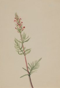 Pedicularis bracteosa, ca. 1917-1918. af Mary Vaux Walcott