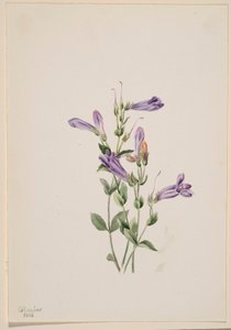 Penstemon (Penstimon fruiticosus) af Mary Vaux Walcott