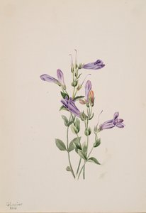 Penstemon Penstimon fruiticosus, 1903. af Mary Vaux Walcott