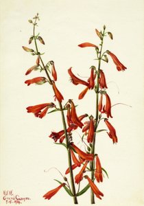 Pentstemon (Pentstemon barbatus) af Mary Vaux Walcott