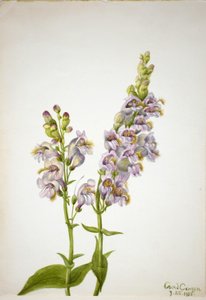 Pentstemon (Pentstemon macranthus) af Mary Vaux Walcott