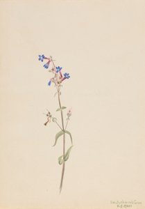 Pentstemon (Pentstemon procerus) af Mary Vaux Walcott