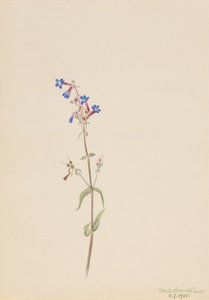 Penstemon Penstemon procerus, 1905. af Mary Vaux Walcott
