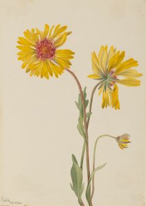 Flerårig Gaillardia Gaillardia aristata, 1904. af Mary Vaux Walcott