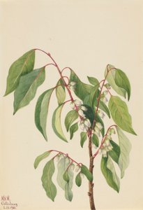 Persimmon (Diospyros virginiana) af Mary Vaux Walcott