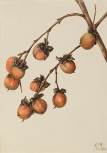 Persimmon Diospyros virginiana, 1920. af Mary Vaux Walcott