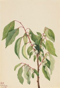 Persimmon Diospyros virginiana, 1932. af Mary Vaux Walcott