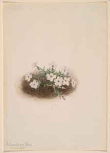Floks af Mary Vaux Walcott