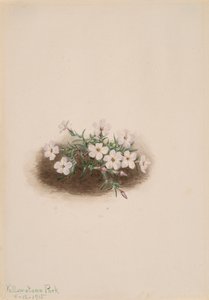 Phlox, 1915. af Mary Vaux Walcott