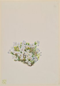 Phlox Phlox caespitosa, 1937. af Mary Vaux Walcott