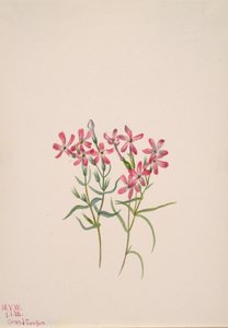 Phlox stansburyi, 1938. af Mary Vaux Walcott