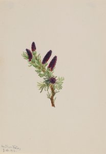 Picea engelmanni af Mary Vaux Walcott