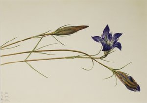 Pinebarren ensian (Gentiana porphyrio) af Mary Vaux Walcott