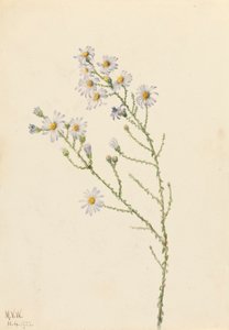 Pineland Aster Aster squarrosus, 1922. af Mary Vaux Walcott