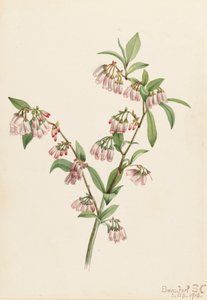 Pineland Blueberry Vaccinium tenellum, 1918. af Mary Vaux Walcott