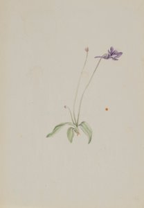 Pinguicula vulgaris af Mary Vaux Walcott