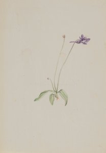 Pinguicula vulgaris, ca. begyndelsen af ​​1930