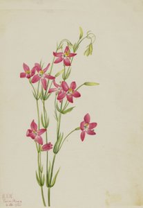 Pink Centaurus Centaurus venustum, 1925. af Mary Vaux Walcott