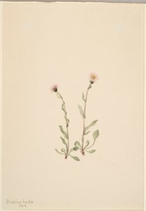 Lyserød loppeurt (Erigeron jucundus) af Mary Vaux Walcott