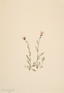 Pink Fleabane Erigeron jucundus, 1904. af Mary Vaux Walcott