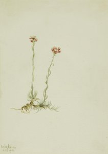 Lyserød katteurt (Antennaria rosea) af Mary Vaux Walcott