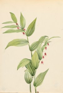 Pink snoet stilk Streptopus curvipes, 1913. af Mary Vaux Walcott