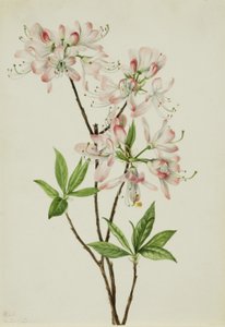 Pinkshell-azalea (Azalea vaseyi) af Mary Vaux Walcott