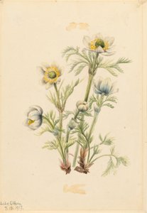 Anemone med fjer (Pulsatilla occidentalis) af Mary Vaux Walcott