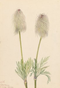 Plume Anemone Pulsatilla occidentalis, 1923. af Mary Vaux Walcott