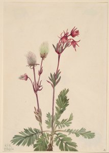 Prærie-røg (Sieversia ciliata) af Mary Vaux Walcott