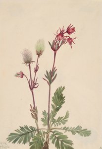 Prairie-Smoke Sieversia ciliata, 1921. af Mary Vaux Walcott