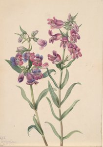Prairie Penstemon Penstemon erianthera, 1923. af Mary Vaux Walcott