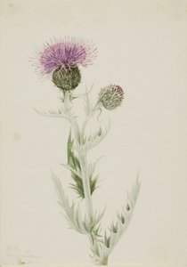 Prairie Thistle Cirsium undulatum, 1923. af Mary Vaux Walcott