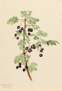 Stikkende solbær (Ribes lacustre) af Mary Vaux Walcott