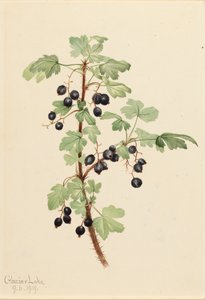 Prikkede Ribes Lacustre, 1919.
