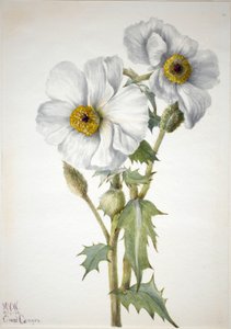 Prickly Poppy Argemone hispeda, 1936.