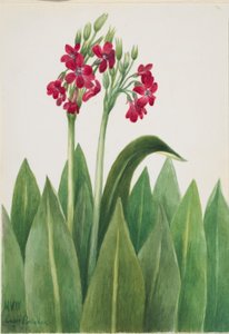 Primula (Primula parryi) af Mary Vaux Walcott