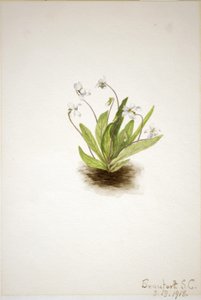 Primula-viol (Viola primulifolia) af Mary Vaux Walcott