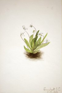 Primrose Violet Viola primulifolia, 1918. af Mary Vaux Walcott
