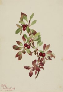 Almindelig rønnebær (Arctous alpina) af Mary Vaux Walcott
