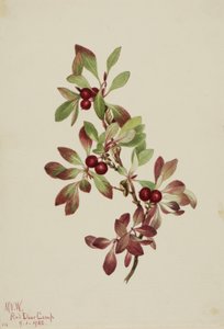 Rypeperry Arktus alpina, 1922. af Mary Vaux Walcott