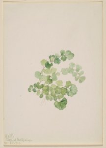 Puccoon (Lithospermum ruderale) af Mary Vaux Walcott